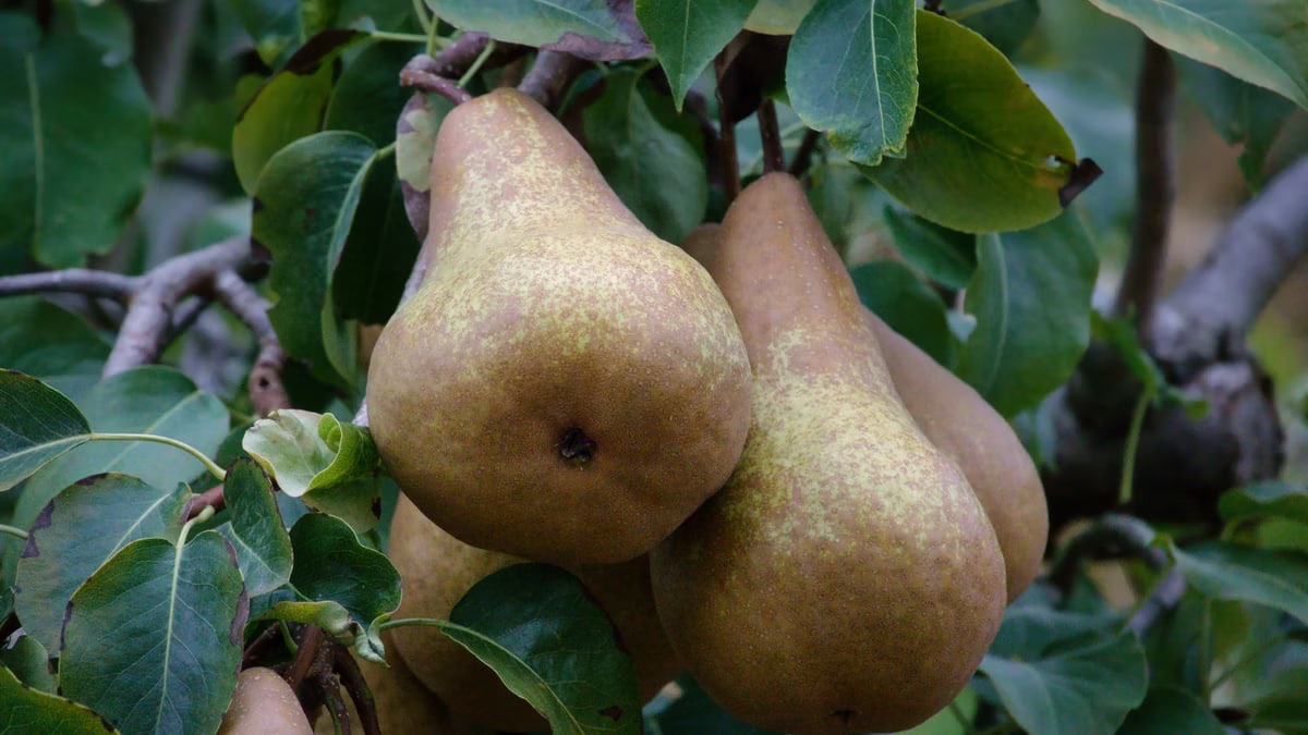 Pere õnne saladused